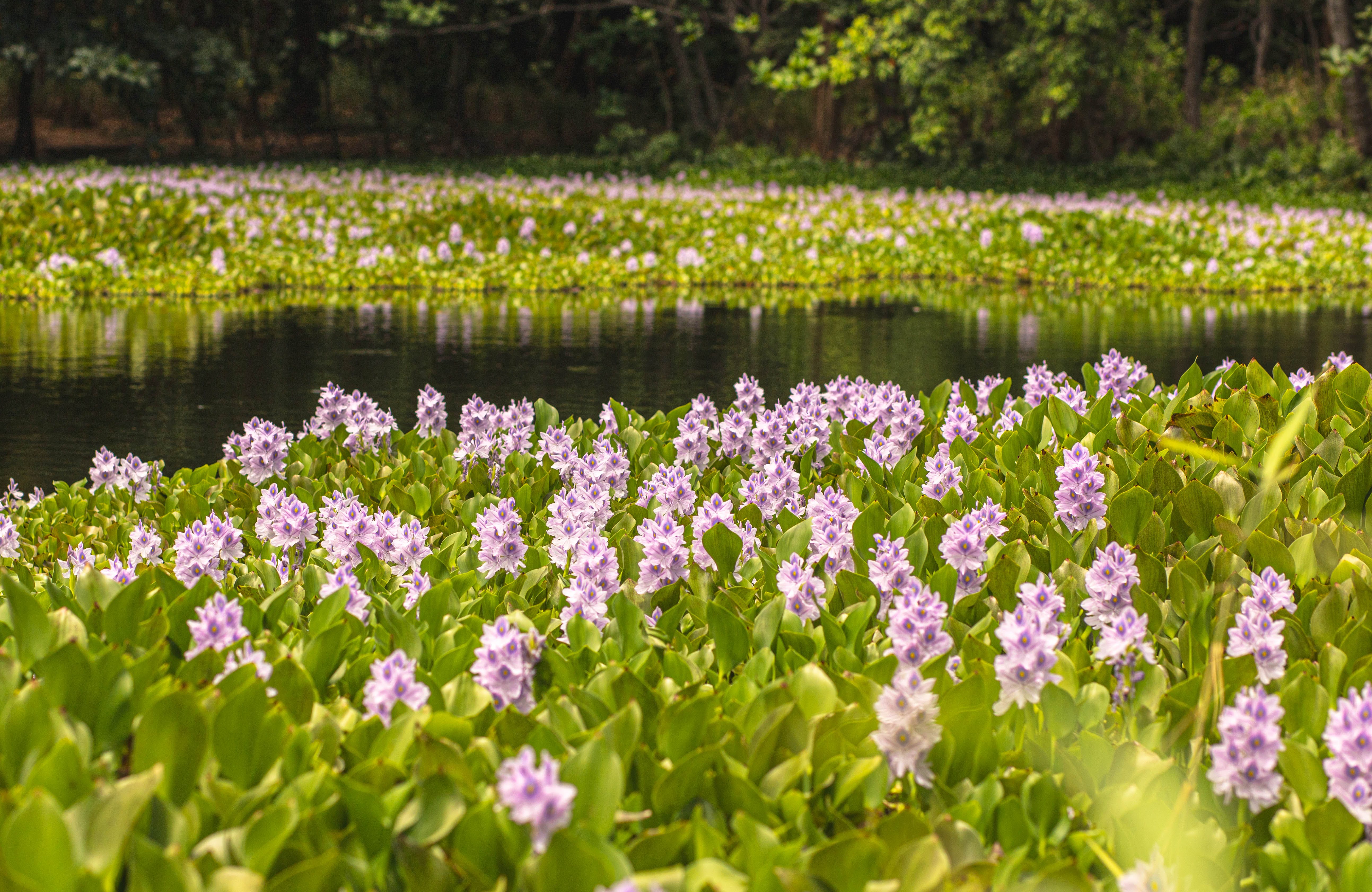 Jacinthe d'eau