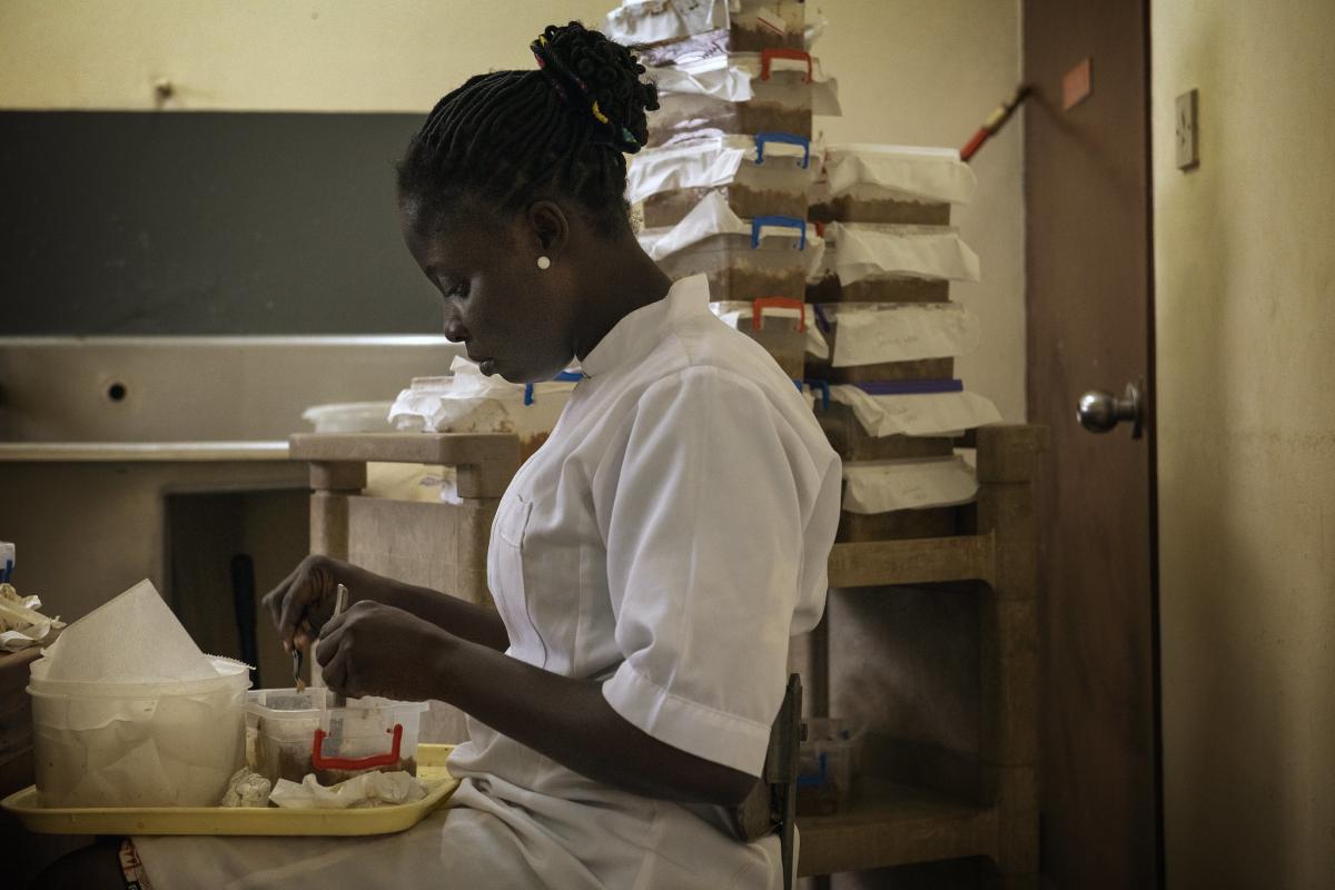 Onderzoek in Nigeria probeert de vraatzuchtige legerworm in te dijken die zich tot 500 km ver verspreidt per generatie. De rups van deze vlinder voedt zich met meer dan 80 gewassen (C. de Bode/CGIAR).